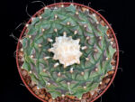 Obregonia denegrii - SB 448 San Vincente, TAM, Mexico