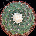 Obregonia denegrii - SB 448 San Vincente, TAM, Mexico