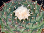 Obregonia denegrii - SB 448 San Vincente, TAM, Mexico - Image 2