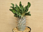 Pachypodium namaquanum 4