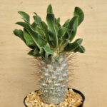 Pachypodium namaquanum 4