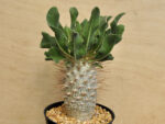 Pachypodium namaquanum 4 - Image 2