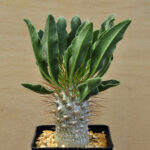 Pachypodium namaquanum 3