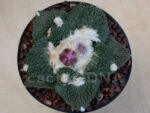 Ariocarpus fissuratus cv. "Godzilla" x retusus - Hybrid (F2 + BC)