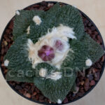 Ariocarpus fissuratus cv. "Godzilla" x retusus - Hybrid (F2 + BC)