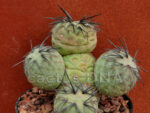 Tephrocactus alexanderi v. geometricus - DJF319 Ε Loro Huasi, Catamarca, Argentina - Image 2