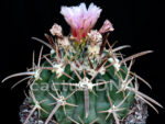 Echinocactus texensis - JO 493 White City, NM, USA - Image 2