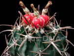Echinocactus texensis - JO 493 White City, NM, USA
