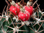Echinocactus texensis - JO 493 White City, NM, USA - Image 3
