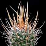 Echinofossulocactus zacatecasensis - RS 25/97 Estación Vanegas, SLP, Mexico