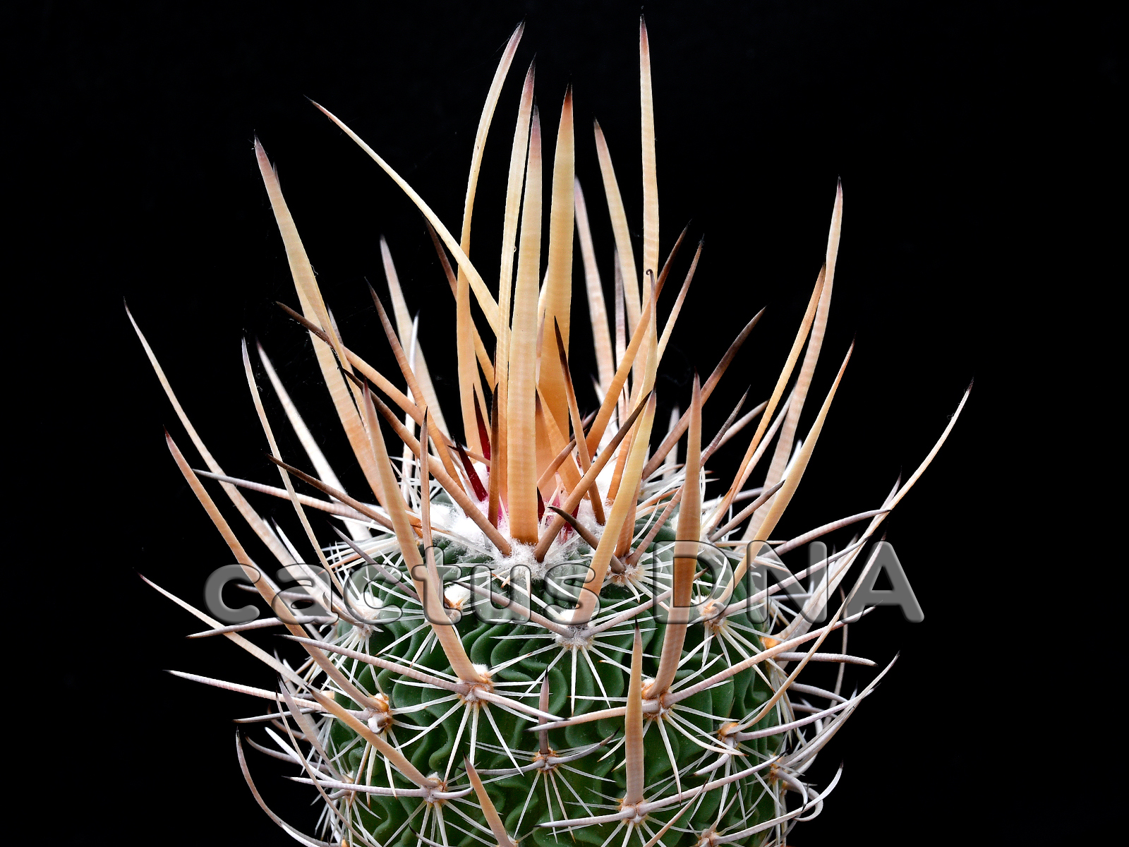 Echinofossulocactus zacatecasensis Echinofossulocactus zacatecasensis - RS 25/97 Estación Vanegas, SLP, Mexico - Image 1