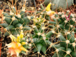 Ferobergia - F1 hybrid Leuchtenbergia principis x Ferocactus rectispinus - Image 2