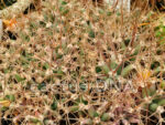 Ferobergia - F1 hybrid Leuchtenbergia principis x Ferocactus rectispinus - Image 3