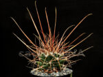 Ferobergia - F1 hybrid Leuchtenbergia principis x Ferocactus rectispinus