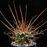 Ferobergia - F1 hybrid Leuchtenbergia principis x Ferocactus rectispinus