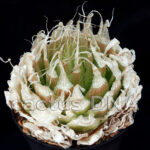 Haworthia lockwoodii - Laingsburg, Western Cape, South Africa