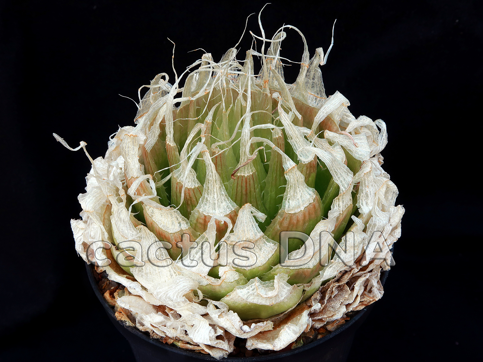Haworthia lockwoodii Haworthia lockwoodii - Laingsburg, Western Cape, South Africa - Image 1