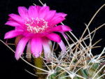 Lobivia backebergii	v. larae - WR 264 La Vina, Rio Caine, Bolivia
