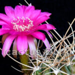 Lobivia backebergii	v. larae - WR 264 La Vina, Rio Caine, Bolivia