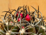 Neoporteria clavata v procera - KK5 Coquimbo, Chile - Image 2