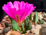 Ariocarpus scapharostrus - NLE, Mexico