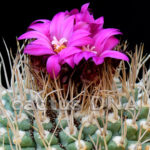 Strombocactus disciformis v. esperanzae - AL 188 Rio Mezquital, Xichu, GUA, Mexico