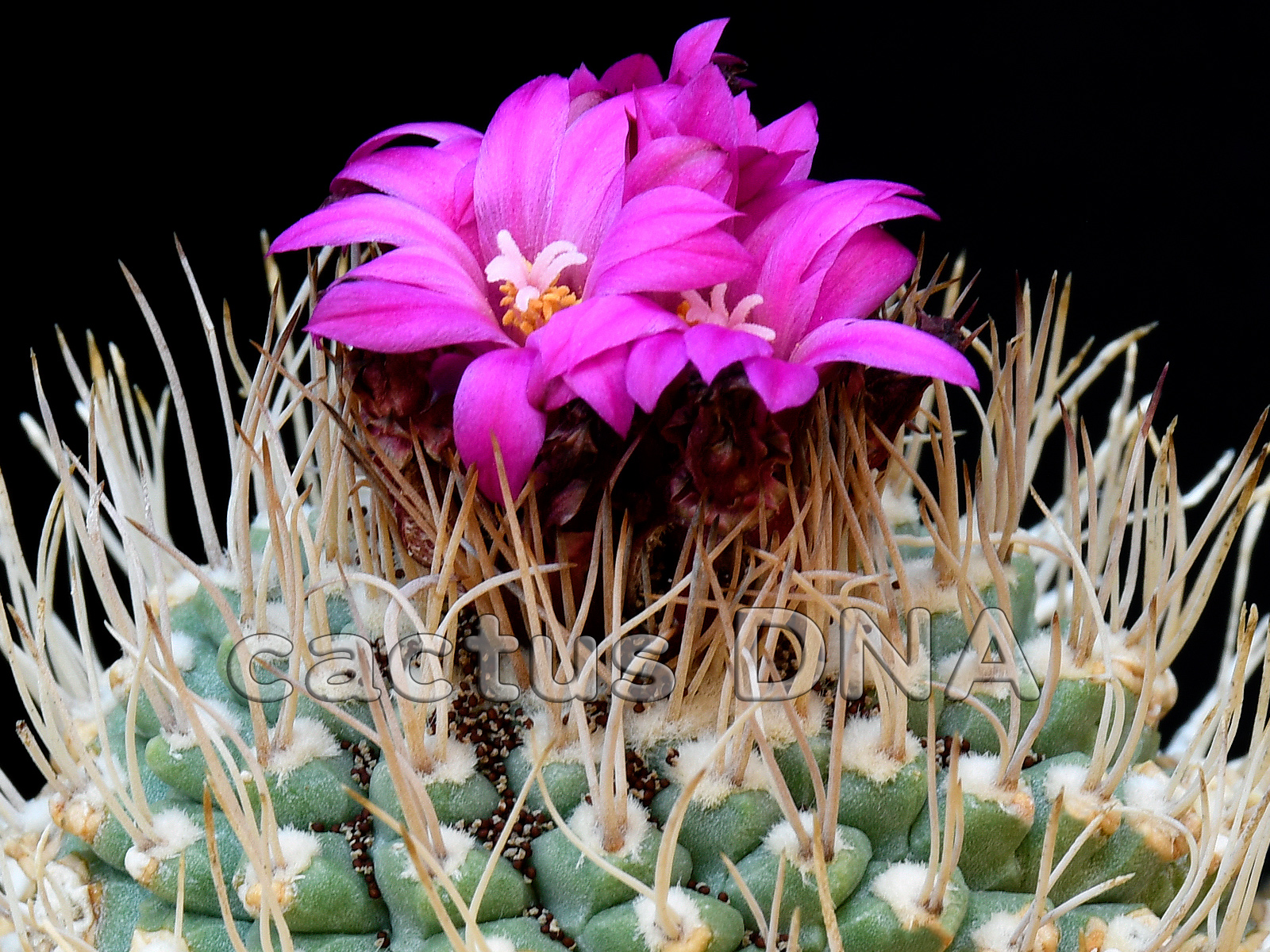Strombocactus disciformis v. esperanzae Strombocactus disciformis v. esperanzae - AL 188 Rio Mezquital, Xichu, GUA, Mexico - Image 1