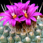 Strombocactus disciformis v. esperanzae - PM67/007 Las Adjuntas, GUA, Mexico