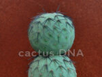 Tephrocactus alexanderi v. geometricus - DJF319 Ε Loro Huasi, Catamarca, Argentina