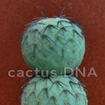 Tephrocactus alexanderi v. geometricus - DJF319 Ε Loro Huasi, Catamarca, Argentina